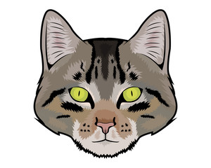 Cat vector illustration 