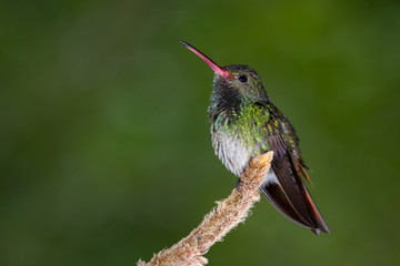 Obraz na płótnie Canvas rufous-tailed hummingbird - Amazilia tzacatl