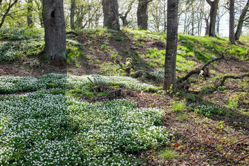 Wood anemone flowering in an oak grove during spring in Norrkoping, Sweden