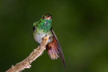 rufous-tailed hummingbird - Amazilia tzacatl