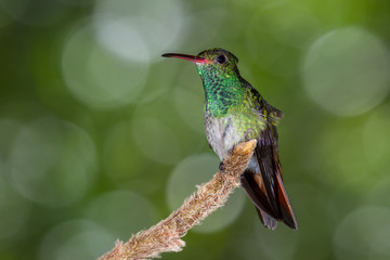 Fototapeta na wymiar rufous-tailed hummingbird - Amazilia tzacatl