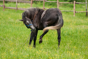 the horse sits on a summer meadow