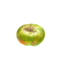 Botanical watercolor illustration of green ripe Apple isolated on a white background.