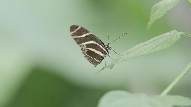 Close-up shot of black and white striped Heliconius charithonia zebra butterfly on a leaf