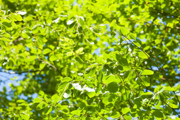 Fototapeta na wymiar Green tree leaves and clear blue sky