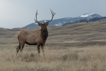 Naklejka na ściany i meble Elk in majestic position showing his horns with mountains in the background