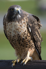 Yellow-tailed hawk is focusing on the next prey
