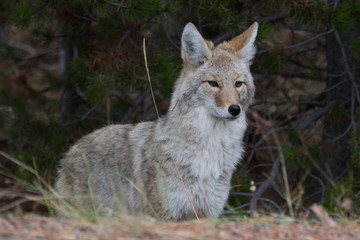 Naklejka na ściany i meble Close up on coyote looking for prey