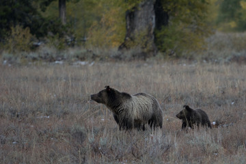 Grizzly mother with one one-year old cub walking in the bush