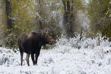 Curious cow moose standing in the frosty white bush