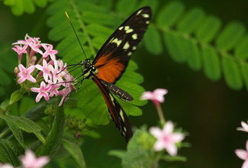 Schmetterling
