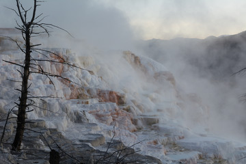 Limestone terraces at Mammoth Hot Springs early in the morning with dead tree in the foreground