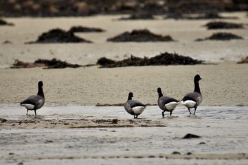 Groupe d'oies Bernaches cravant sur la c&ocirc;te bretonne