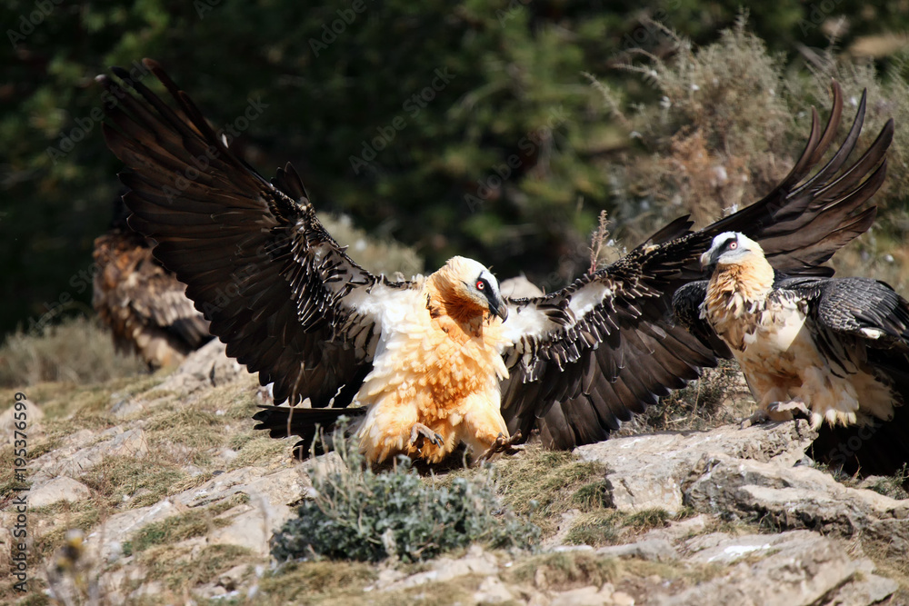 Sticker The bearded vulture (Gypaetus barbatus), also known as the lammergeier or ossifrage on the feeder. Adult pair of scavengers on rock