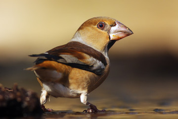 The hawfinch (Coccothraustes coccothraustes) sitting at a drinker. Color passerine drinking from the waterhole.