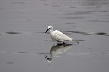 Aigrette garzette qui pêche dans l'eau
