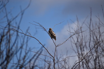 Hawk in winter