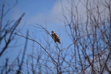 Hawk in winter