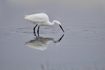 Aigrette garzette qui pêche dans l'eau