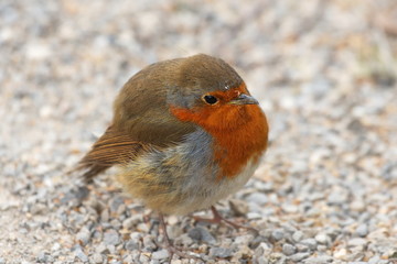 Rotkehlchen