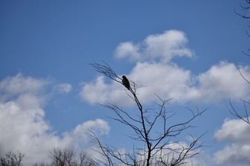 Hawk in winter