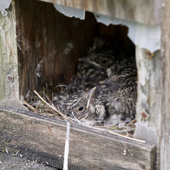 Spotted flycatcher