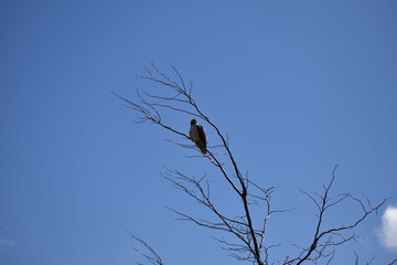 Hawk in winter