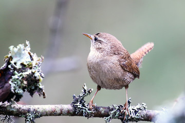 Eurasian wren