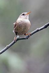 Eurasian wren