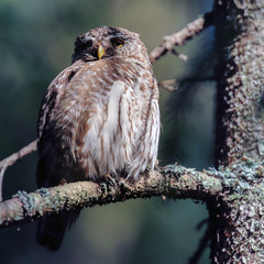 Eurasian Pygmy Owl