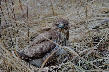 Looking eye to eye with this beutiful creature.