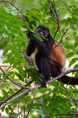Howler monkey in Nicaragua