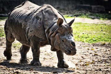 Fototapeta premium The One Horned Rhino