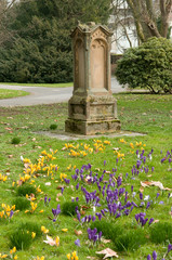 Krokusblüte im Alten Friedhof in Heilbronn