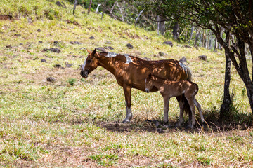 Moma horse and her foul