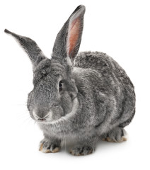 Obraz premium Adorable rabbit on white background