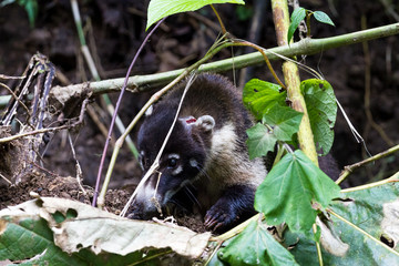white-nosed coati -Nasua narica