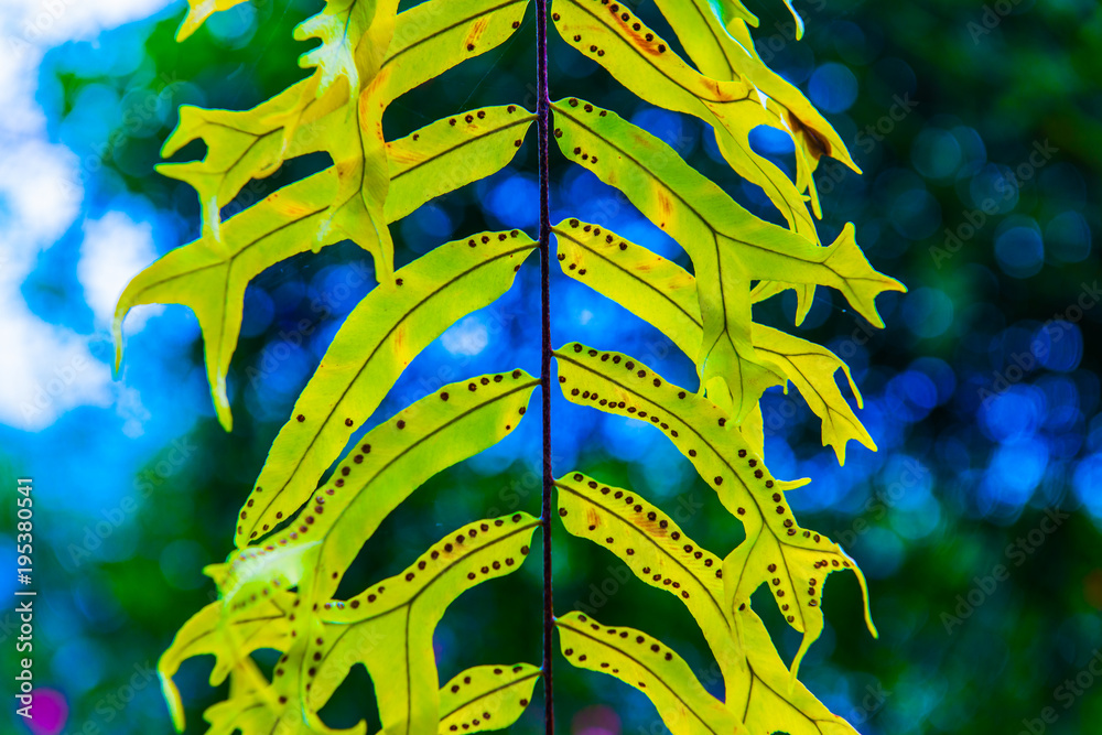 Poster Fern leaf with natural background