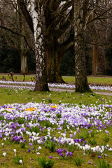 Krokusblüte im Pfühlpark in Heilbronn