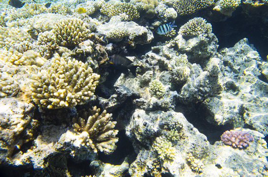 Corals on the reef, background