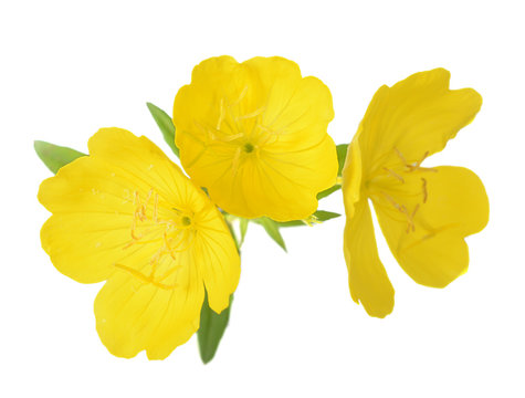  Yellow Primrose