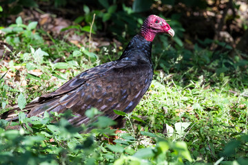 turkey vulture -Cathartes aura