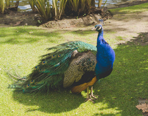 Obraz premium Peacock in the park.