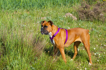Fototapeta premium perro boxer