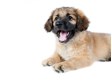 puppy of a golden retriever (shepherd)