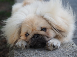 My cute puppy Pekinese Simba
