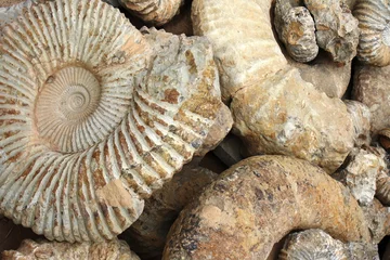 Poster Ammonites, fossils, Morocco © Angelika