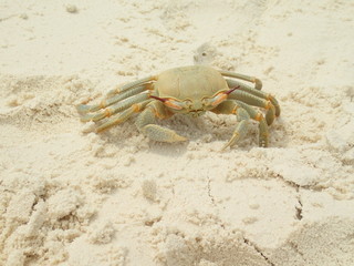 Strandkrabbe auf den Malediven