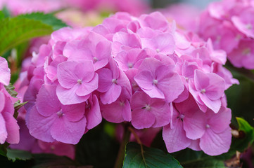 Blossom of Pink hydrangeas on natural background.