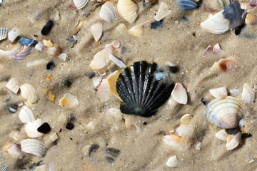 Wet seashells and sand beach at summer